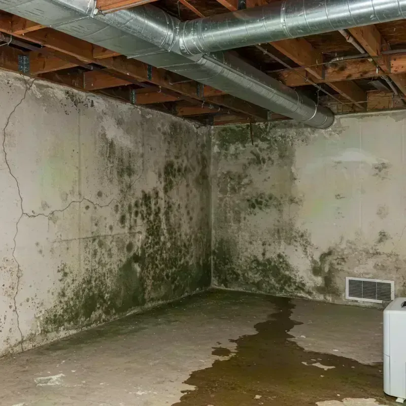 Professional Mold Removal in Lake Saint Louis, MO